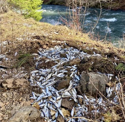About 100,000 live salmon spilled off a truck in Oregon